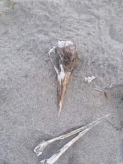 Pelecanus occidentalis