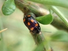 Cryptocephalus crassus