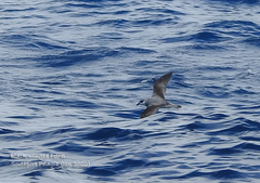 Pterodroma nigripennis