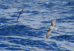 Pterodroma nigripennis