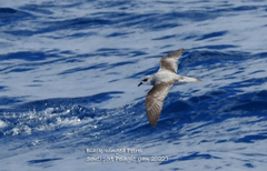 Pterodroma nigripennis