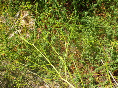 Anginon difforme