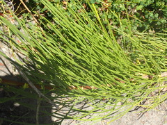 Anginon difforme