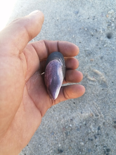 Pallid Spotted Mussel