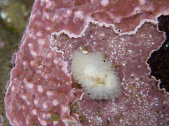 Onchidoris muricata