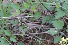 Biscutella valentina