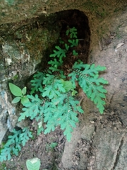 Selaginella tenella