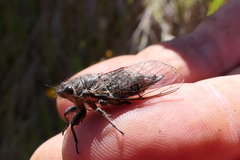 Maoricicada cassiope