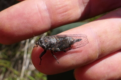 Maoricicada cassiope