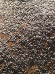 Chthamalus hedgecocki