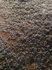 Chthamalus hedgecocki