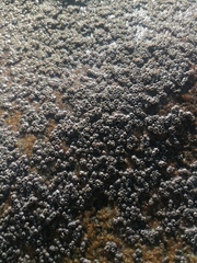 Chthamalus hedgecocki