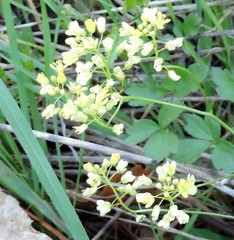 Biscutella valentina