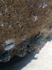 Echinolittorina aspera