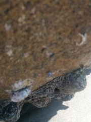 Echinolittorina aspera