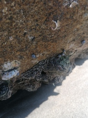 Echinolittorina aspera