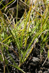 Carex resectans
