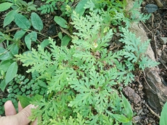 Selaginella tenella