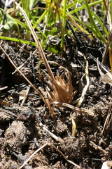Carex resectans