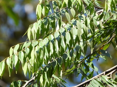 Xylopia frutescens