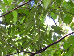 Xylopia frutescens