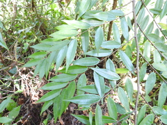 Xylopia frutescens