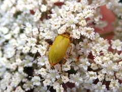 Cteniopus sulphureus