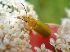 Cteniopus sulphureus