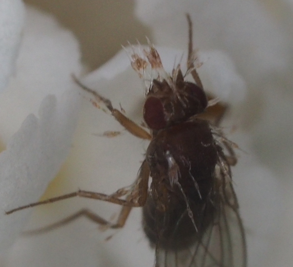 Stigmatomyces entomophilus
