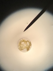 Coscinodiscophycidae