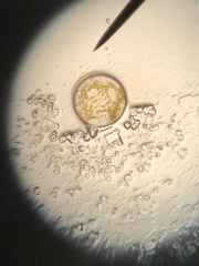 Coscinodiscophycidae