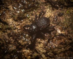 Methidrysis afflicta