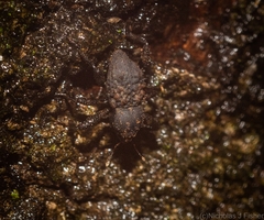 Methidrysis afflicta