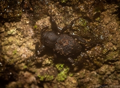 Methidrysis afflicta