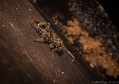 Stigmatium mastersii