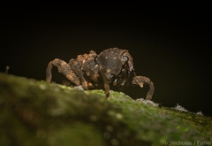 Methidrysis afflicta