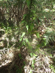 Dioscorea burchellii