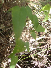 Dioscorea burchellii