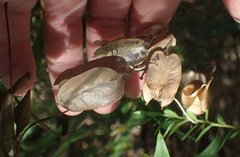 Dioscorea burchellii