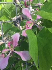 Bauhinia monandra
