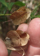 Dioscorea burchellii