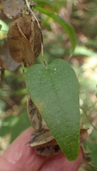 Dioscorea burchellii