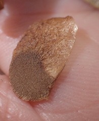 Dioscorea burchellii