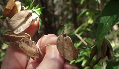 Dioscorea burchellii