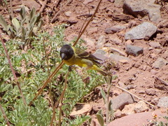 Spinus crassirostris