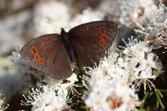 Erebia disa