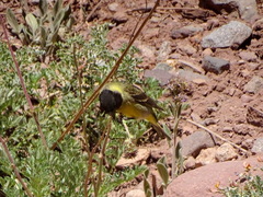 Spinus crassirostris