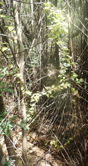 Dioscorea mundii