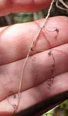 Dioscorea mundii