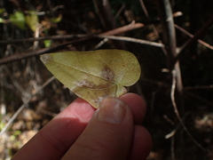 Dioscorea mundii
